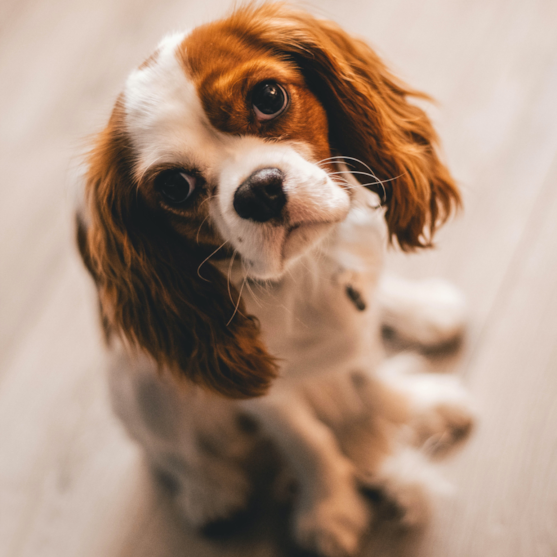 blenheim cavalier king charles spaniel sitting on floor